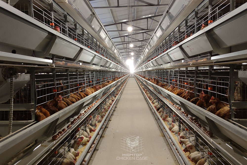 fully automatic poultry egg production equipment