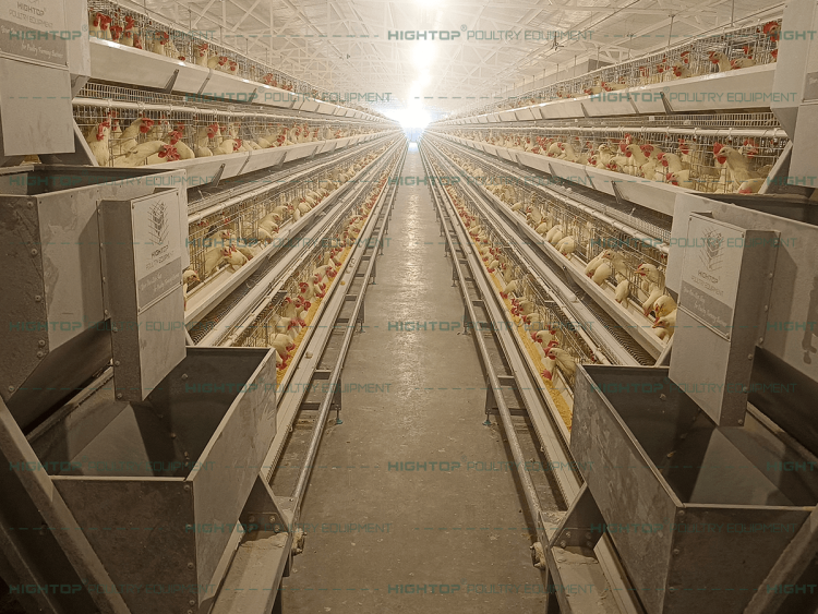 Automated Manure Removal System