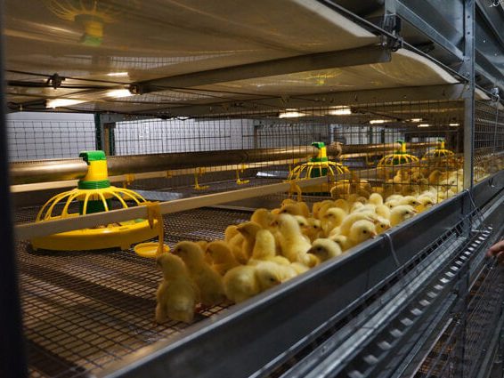 Automatic Broiler Chicken Cage04