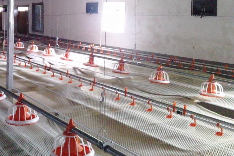 cage free chicken farm system