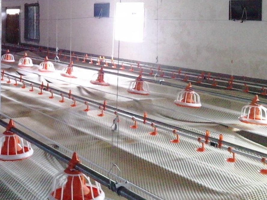 cage free chicken farm system