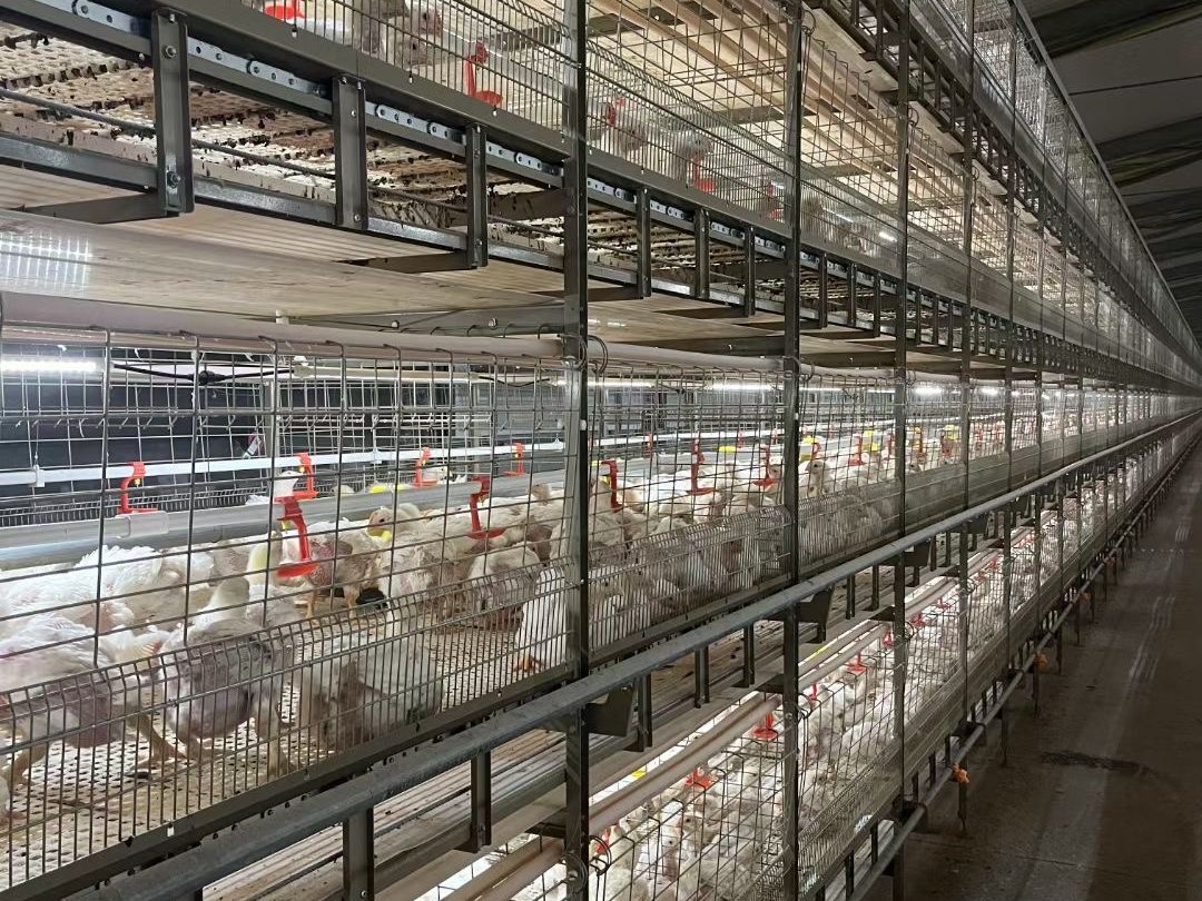 HIGHTOP New Chain-type Harvesting Broiler Cage