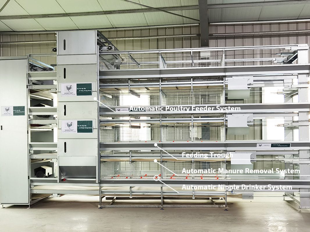 automatic chicks cage system