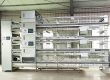 automatic chicks cage system