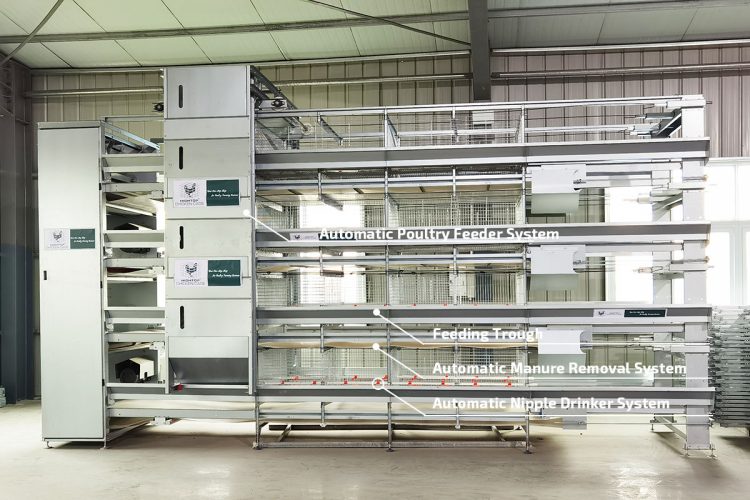 automatic chicks cage system