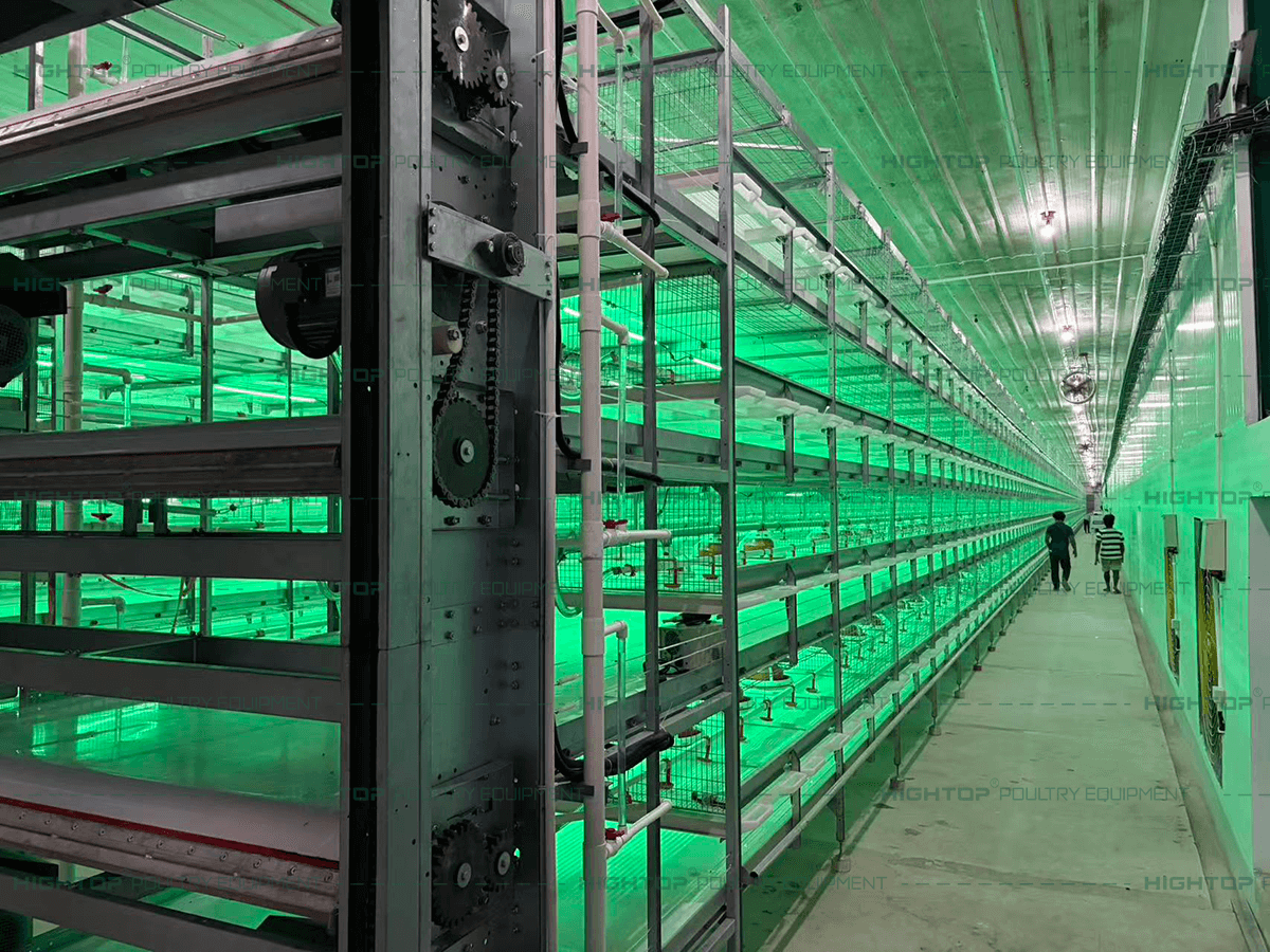 Pull-out Slat Broiler Chicken Cage in Green Light
