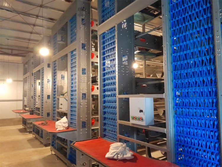 chicken cage for sale in Uruguay