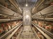 How 2 Workers Manage a 50,000-Layer Poultry House