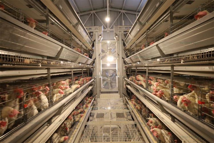 How 2 Workers Manage a 50,000-Layer Poultry House