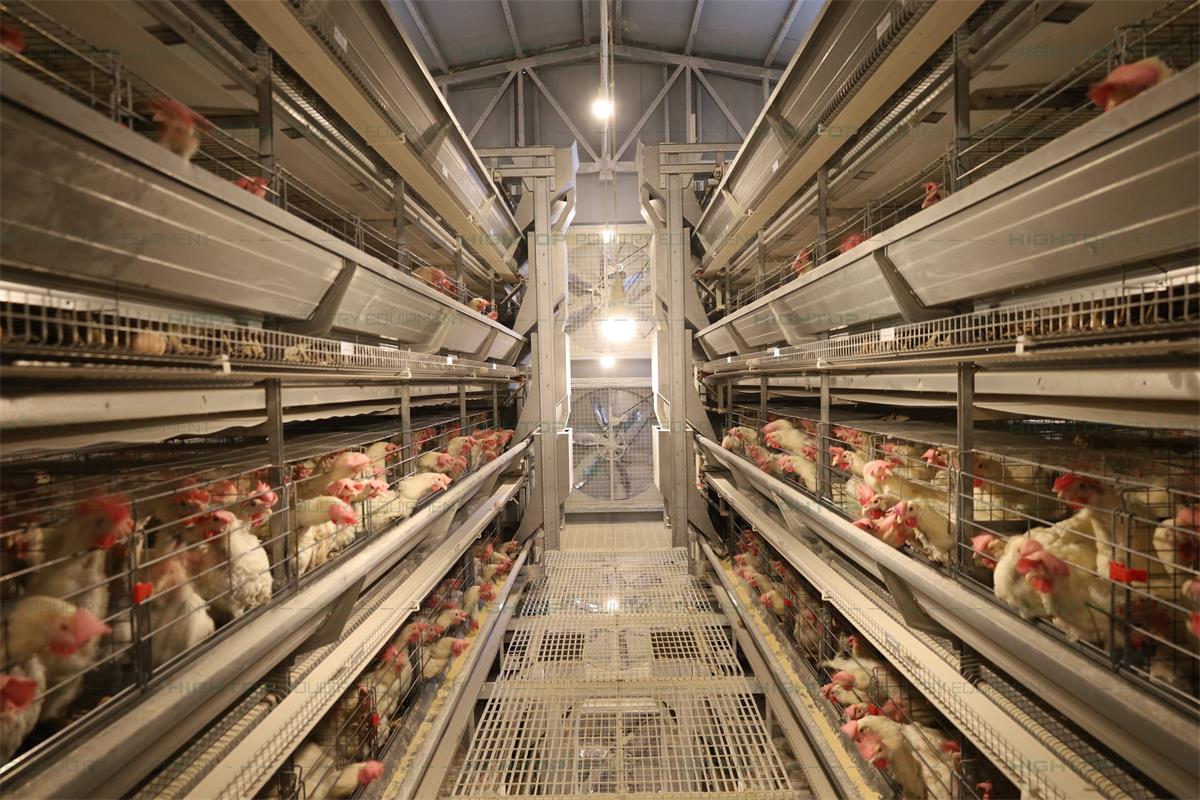 How 2 Workers Manage a 50,000-Layer Poultry House How 2 Workers Manage a 50,000-Layer Poultry House